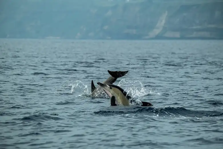 Dolphin watching